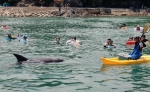 クジラに出会える海水浴場　和歌山・太地でオープン
