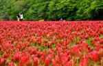深紅の花、農地再生導く　福島・葛尾村で見頃