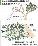 清水白桃の着果数 枝の太さで把握　岡山県農業研、新たな手法開発