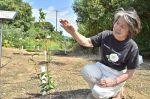 【備中】良寛椿の会共同代表・安藤瑞子さん（７９）　苗木を育て“森”作り計画