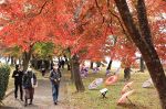 秋色に染まる津山城跡 観光客堪能　「もみじまつり」２０日まで