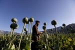 アフガン製アヘン９５％減　国連、タリバン麻薬禁止で
