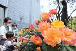 温かな色「アンネのバラ」見頃　福山・ホロコースト記念館
