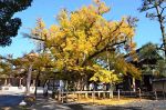 「逆木のイチョウ」黄葉鮮やかに　久米南・誕生寺、深まる秋彩る