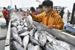 いわき市ふるさと納税が急増　「福島の漁業支援したい」