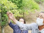 大粒の梅鈴なり 津山で収穫始まる　梅の里公園、今年は豊作見通し