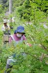 香り爽やか サンショウ収穫最盛期　県内有数産地の美作・東粟倉