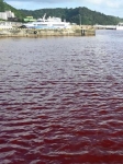冷却水流出で海面が赤色に、沖縄　オリオンビール工場から