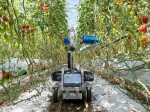 「スクランブル」野菜収穫ロボットにお任せ　ＡＩ、サイズ見極め選別