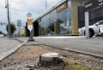 レクサス店前で街路樹枯死　北海道旭川、国交省調査へ