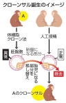 クローンのサル、２年以上生存　中国、胎盤の働き正常化