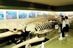 クジラ骨格 迫力の１１メートル超　倉敷・自然史博物館で標本展示