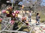 桜の開花 岡山は…早めの予想　２２日なら観測史上３番目タイ