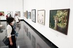 芸術の秋 岡山県展が２会場で開幕　創意あふれる絵画、彫刻、書