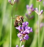 「大型サイド」ハチの保全　受粉に不可欠、対策本腰　ドイツ、市民も危機感