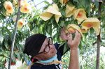 温室桃「はなよめ」出荷始まる　県内唯一、勝央の石川さん栽培