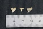 熱帯地域生息のサメの歯と判明　岡山・彦崎貝塚から発見３種類