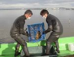 児島湖浄化へテナガエビ漁礁定着　県実験５年目、食材としてＰＲも