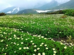 大雪山の高山植物を守ろう　北海道、補修費用をＣＦで