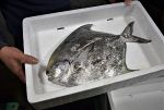 岡山産マナガツオ 中国輸出が中断　放射線検査鮮度保てず 漁業者打撃