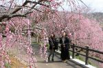 津山「梅の里公園」で花咲き誇る　家族連れら甘い香り満喫