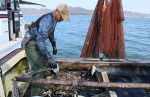 底引き網で混獲 海底ごみ回収促進　県漁連、県と連携 漁業者に協力金