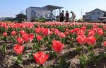 春らんまん チューリップ咲き競う　岡山・東区の住宅街に３３００株