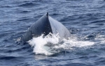 ザトウクジラ確認例年並み　奄美近海、観光客は最多に