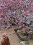 矢掛・観照寺で臥龍梅が見頃　うねる幹にピンクの花映える