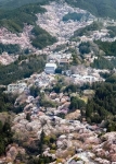 奈良・吉野山の桜３万本が見頃　山肌染めるピンク色