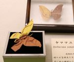 まさに“カミ技” 折り紙の昆虫　倉敷の自然史博物館、標本と陳列