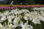 ユリ７万８０００本が見頃　鳥取・花回廊に鮮やか８０種