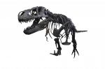 ティラノサウルス展が開幕（１５日）　週刊ニュース予報