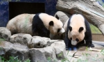 ２頭のじゃれ合い、見納めに列　上野動物園の双子パンダ