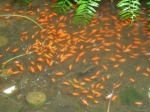 神社の池に金魚８００匹、鹿児島　投棄か、捕獲してペット業者へ