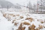 ２月の「恩原高原氷紋まつり」中止　鏡野町、雪不足の影響