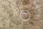 石棺ふたの裏にも赤色顔料　吉野ケ里遺跡、内側塗装か