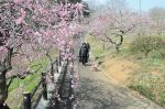 爽やかな香り 梅の花色づき増す　津山の公園 観光客ら県北の春堪能