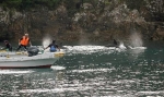 小型クジラを今季初捕獲　和歌山・太地の追い込み漁