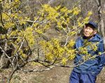 春告げる黄色 アテツマンサク見頃　新見の私設植物園、花付き良好