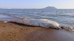 函館湾でクジラ漂着　死後数日、成体のミンク