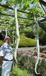 棚からにょろり「ヘビウリ」実る　岡山・半田山植物園