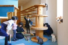「猫ルーム」団体料金で貸し切り　岡山の「ブルーキャットカフェ」