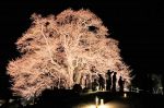 醍醐桜 一夜限りの“満開”　真庭、ライトアップで輝く