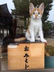 名誉宮司は元保護猫　岡山・伊勢神社のてんちゃん活動中