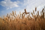 輸入小麦０・６％引き下げ　４月から、米国産豊作で