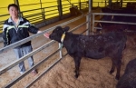 肉用子牛価格５年で３割安　消費低迷、飼料代は上昇　採算割れ、離農の危機