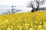 高台彩る菜の花 潮風に揺れ　福山・田尻で見頃 １２日にまつり