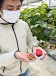 極大粒イチゴ １粒５４００円　美作農園、３品種を厳選販売