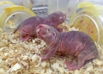 長寿ネズミ、老化細胞を自ら除去　熊本大が発見、開発に可能性